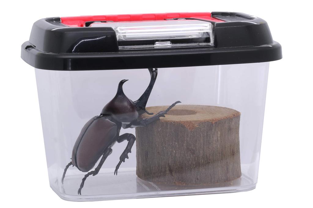 Free Research Series Living Creatures Beetle Plastic Model No.21