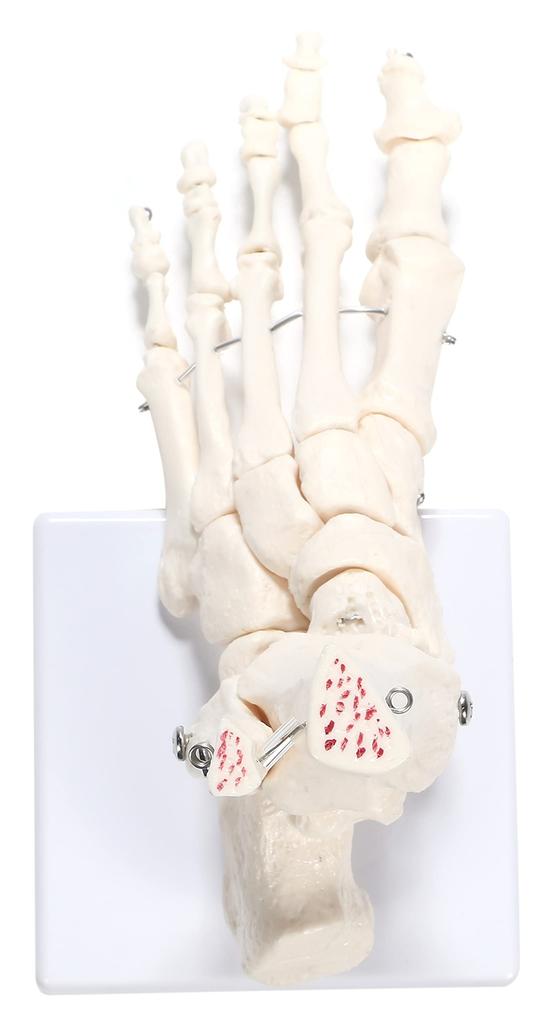 picoLab Foot Skeleton Model, Foot Bone Model, Foot Bone Model, Toes, Left Foot