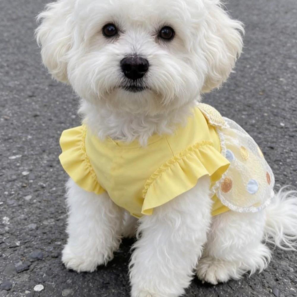 Summer Pet Dog Dress Sweet Corgi Teddy Clothes Cute Dog Skirt  Pet Supplies