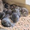 10 Stück Kaninchenkäfig Bodenmatte Strapazierfähige Kunststoff-Kaninchenpadhalter für Kaninchen Hunde Hamster Chinchillas Leicht zu reinigende Katzentoilette