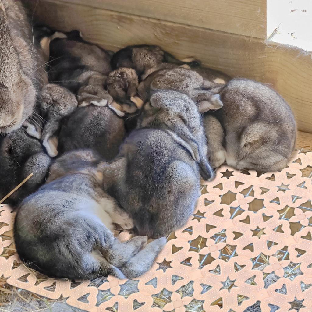10 Stück Kaninchenkäfig Bodenmatte Strapazierfähige Kunststoff-Kaninchenpadhalter für Kaninchen Hunde Hamster Chinchillas Leicht zu reinigende Katzentoilette