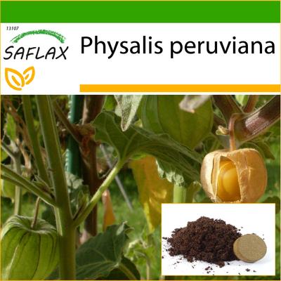 Groseille du Cap / Cerise du Pérou - 100 graines - Avec substrat d'empotage pour une meilleure culture - Physalis peruviana