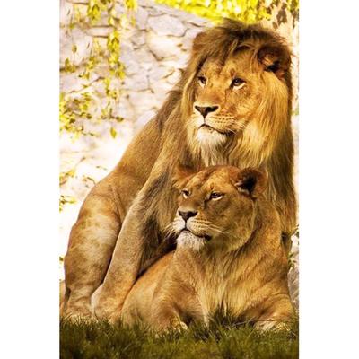 5D DIY diamantová malba Animal Lion Diamond výšivka křížovým stehem Domácí dekorace
