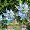 Bird Repellent Pinwheels The Breeze Turns Reflective Toy Wind Spinners Lengthen Colorful Bird Repellent Windmill for Outdoor