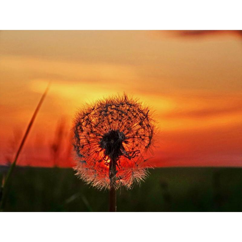 Diamantmaling Løvetann Full Firkant Mosaikkkunst Solnedgang Diamantbroderi Landskap Bilde av Rhinestone Hjemmedekor