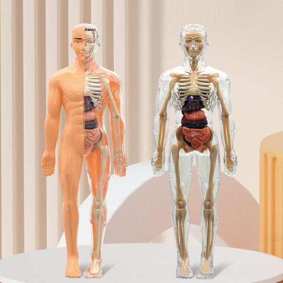 Clear Human Body Structure Model Kit 28-Piece Removable Anatomy Figure 3D Assembly Set DIY Human Torso Organ Model for Education And Demonstration