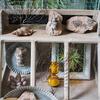 1Pc Child Toy Simulated Resin Fossil Ornament Crawling Terrarium Decors Decorative Container Landscape Reptile