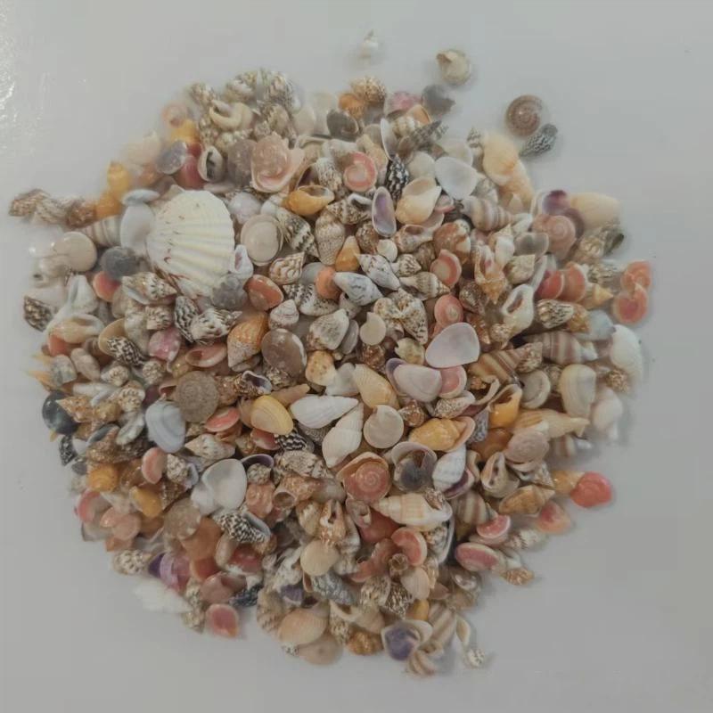 Mixed Spiral Sea Shell Beads 200/400/1000Pcs Natural Assorted Craft Beads for DIY Jewelry Making Fish Tank Decor
