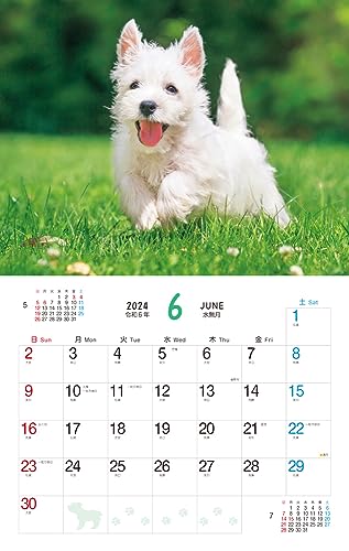 Cățeluș pufos (Calendar Impress 2024)