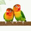 1/2/3Pcs Rope Pet Parrot Wood Fork Tree Branch Stand Rack Squirrel Bird Hamster Branch Perches Chew Bite Toys Stick with Suction