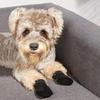 4pcs/set Soft-soled Dog Shoes Mesh Pet Sandals New Poodle Dog Shoes  for Small Dogs Puppies