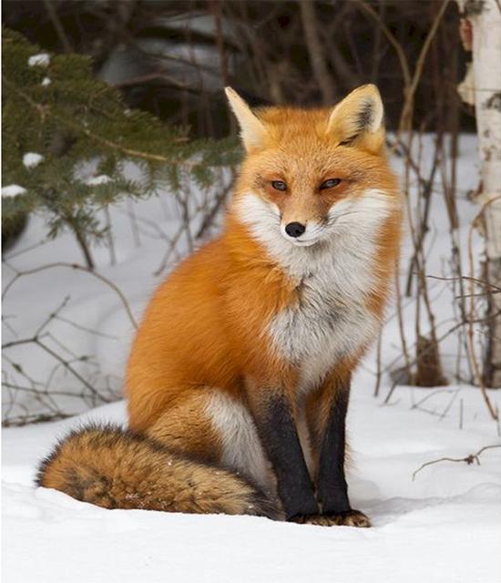 

Ruopoty картина по номерам лиса животное уникальный подарок на холсте настенная живопись акриловая картина по номерам дерево декор детской комнаты 40x50cm NO Frame