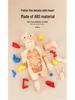 DIY Human Organ Model Puzzle for Kids - STEAM Educational Toy