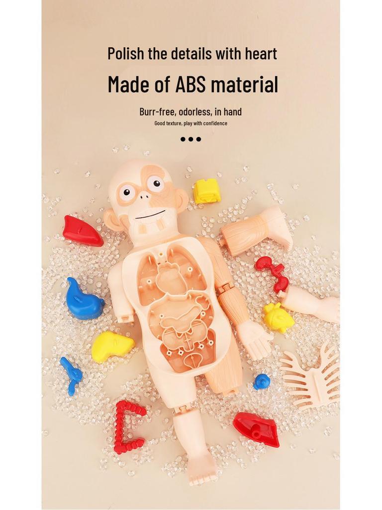 DIY Human Organ Model Puzzle for Kids - STEAM Educational Toy