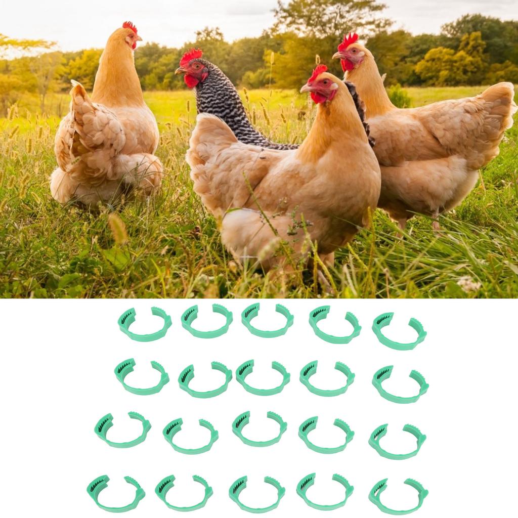 100pcs Chicken Identification Leg Bands Clip On Bands for Geese Pigeons Green