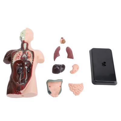 Human Body Model Anatomy Physiology Model Structure Organs Educational Learning Kit Science