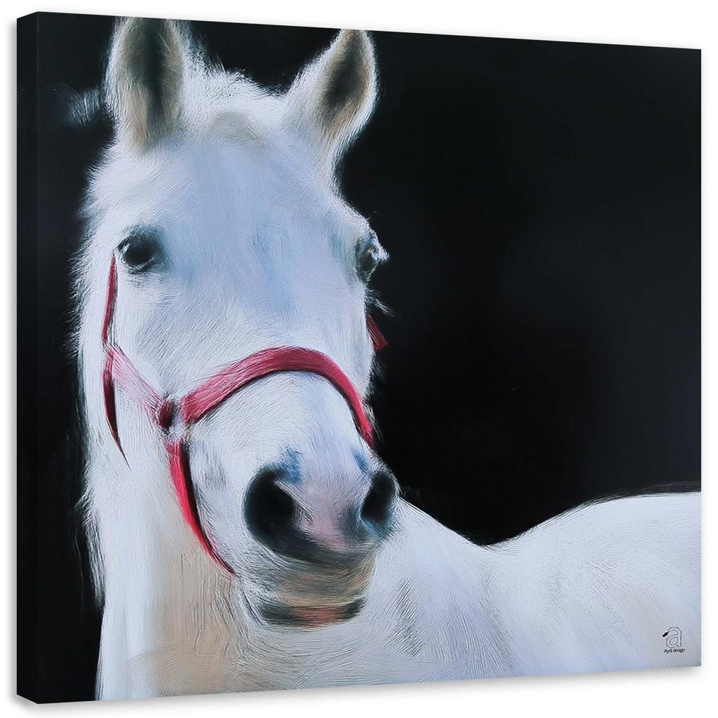 Obraz White Horse Animals