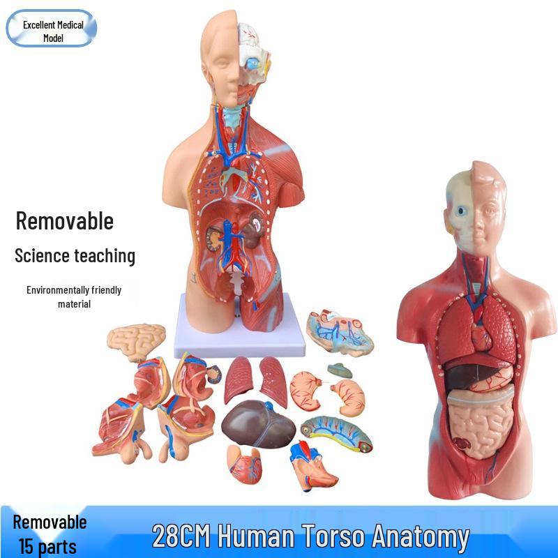 Human Torso Anatomy Model with Heart and Internal Organs, 28CM 28CM