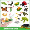 Life Cycle Board Montessori Kit Biology Science Education Toys For Kids Sensory Tray Animal Figure Life Cycle Sorting Wooden Toy