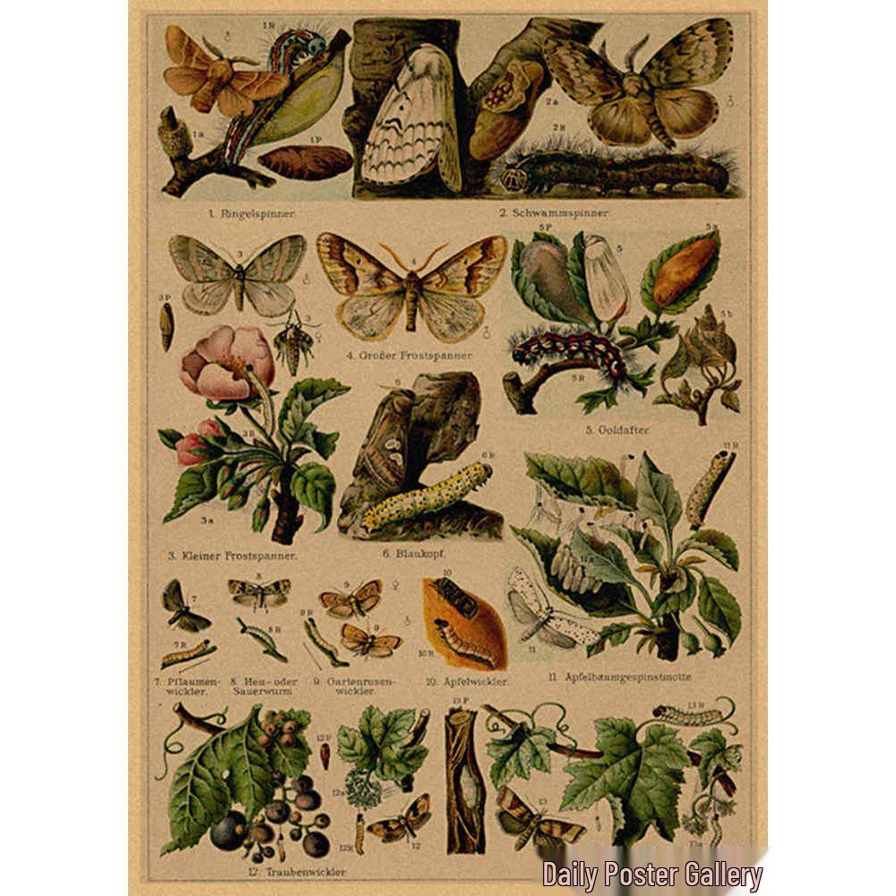 Retro Schmetterlings-Illustrationsposter: Handbemalte Tier-Wandkunst im Vintage-Stil, europäisch & amerikanisch