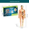 Children's STEM Educational Human Skeleton & Organs Model Teaching Aid