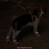 Breathable Pet Dog Shoes Casual Walking Booties Durable Footwear for Small Dogs Kitten Outdoor Dogs Protect Booties