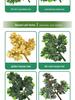 Artificial Red Maple, Ginkgo, Birch, Banyan, Elm Leaves for Landscaping
