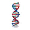 Human DNA Model Colorful Double Spiral Assemble Model Science Educational Teaching Toy for Kids