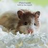 450g Hamster Wood Chip Paper Cotton Thermal Insulation Material Absorb Water Deodorize Hamster Cages Accessories Habitat Decor