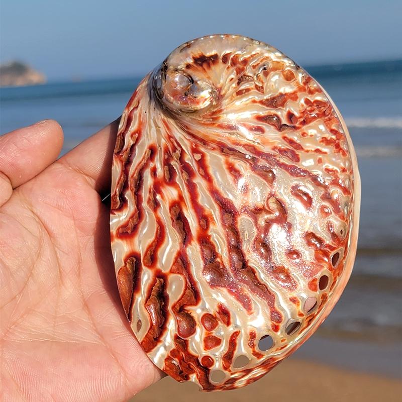 Home Decoration Red Pattern Abalone SeaShells Home Accessories Conch Fish Tank Aquarium Creative Decoration Lucky Conch Specimen
