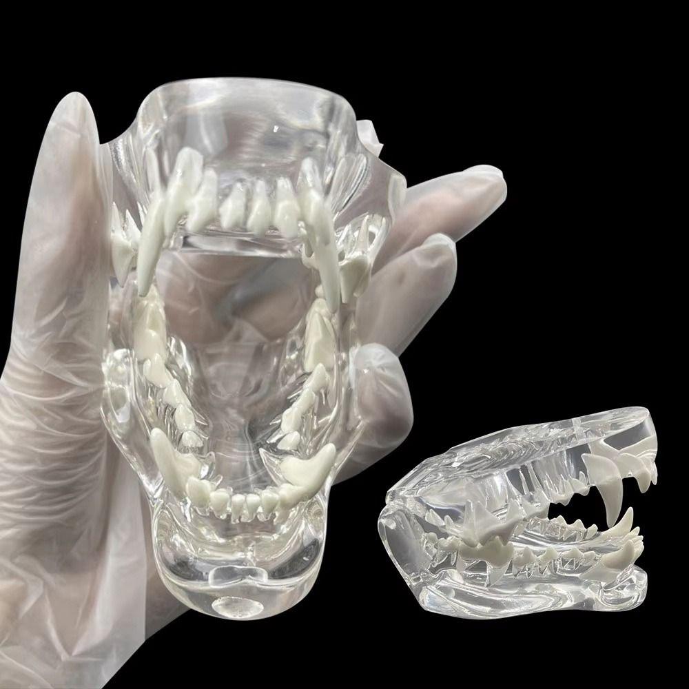 Transparent Dog Tooth Model Dog Cat Rabbit Dental Teaching Canine Cat Clear Typodont  Clinic