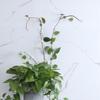 10PCS Wall Plant Clips for Climbing Plants Plastic Self Adhesive Green Vine Plant Support Clips for