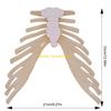 W89C Human Sternum Model Human Skeleton Model for Anatomy Medicals Teaching Model