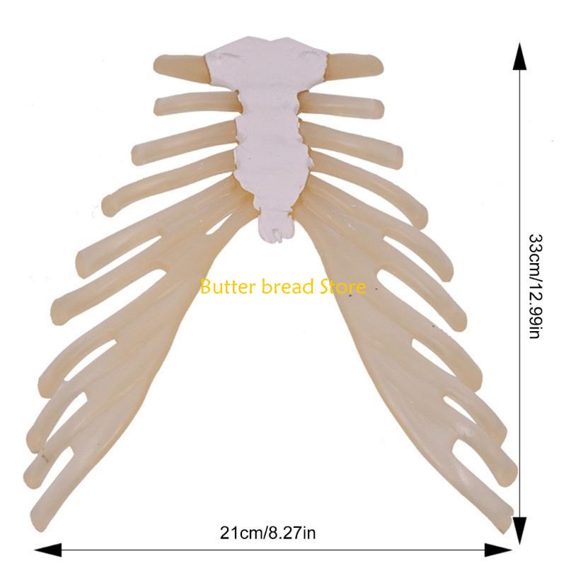 W89C Human Sternum Model Human Skeleton Model for Anatomy Medicals Teaching Model
