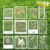 Transparent Specimen DIY Kit: Pressed Leaves, Flowers, Plants for Dried Spring Bookmarks