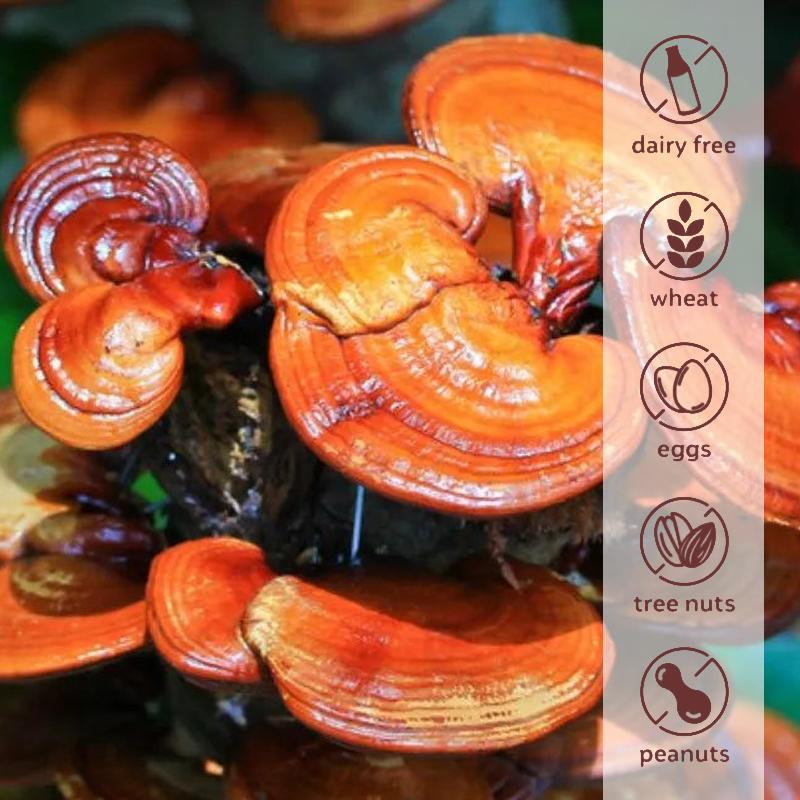 XEMENRY Ganoderma Lucidum Capsules, 100% Ganoderma Lucidum Extract, All-Natural, Suitable for Both Men and Women.