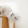 Sturdy Cat Head Cover Ball-shaped Pet Protective Helmet Paw Cover Anti-bite Mask  Prevent Licking