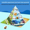 Paper Food Chain Pyramid Model Assembly Material Set Puzzle Toys For Children Educational Biology Set