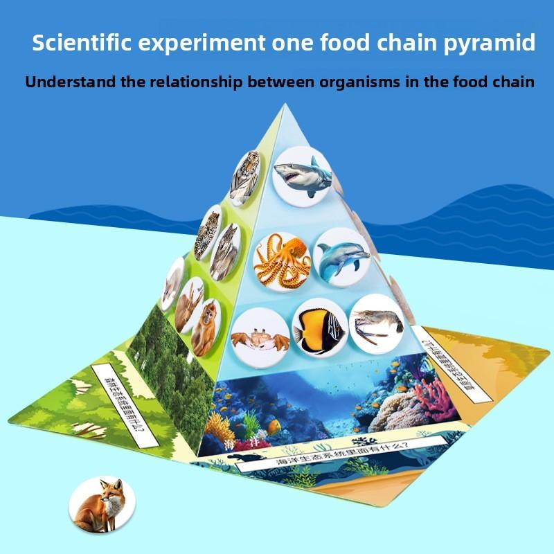 Paper Food Chain Pyramid Model Assembly Material Set Puzzle Toys For Children Educational Biology Set