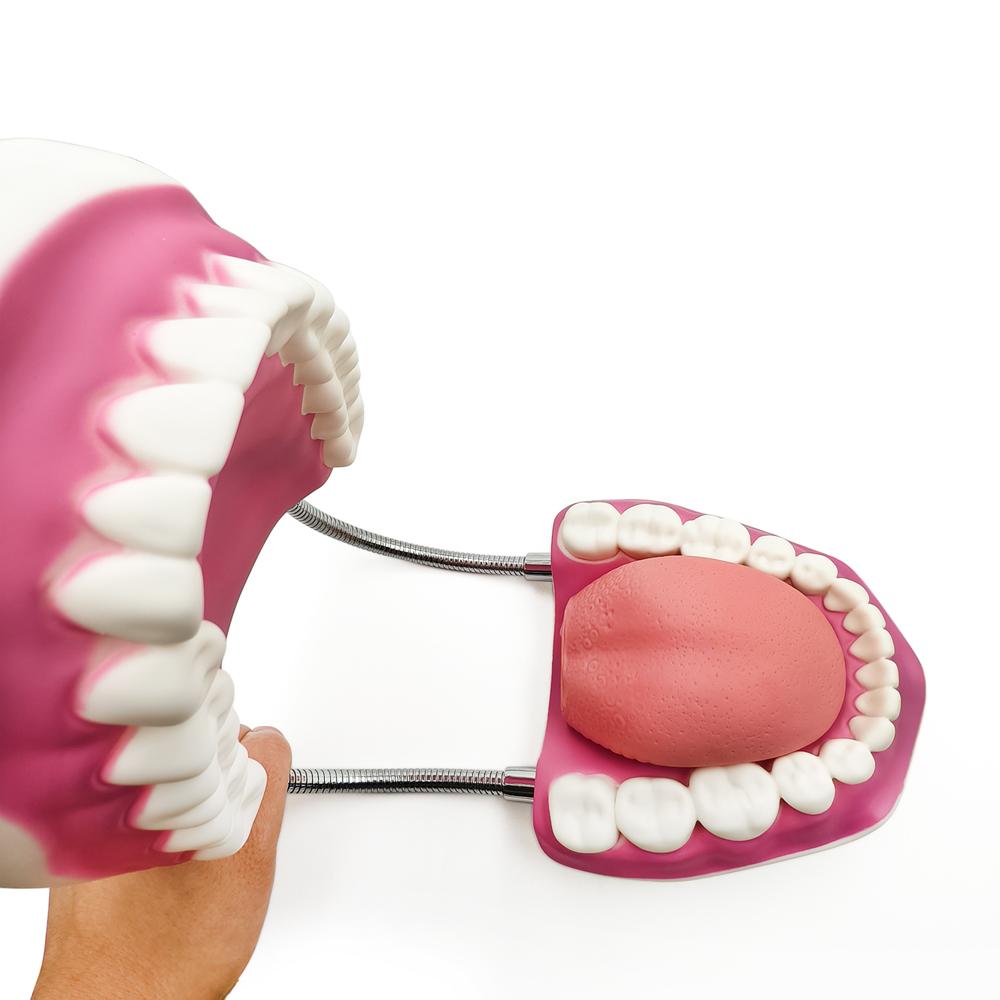 Teaching Dental Brushing Model with Big Toothbrush Standard Flossing Teeth Model Normal Dentist Practice Training Teaching Model