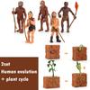 Life Cycle Board Montessori Kit Biology Science Education Toys for Kids Sensory Tray Animal Figure Life Cycle Sorting Wooden Toy