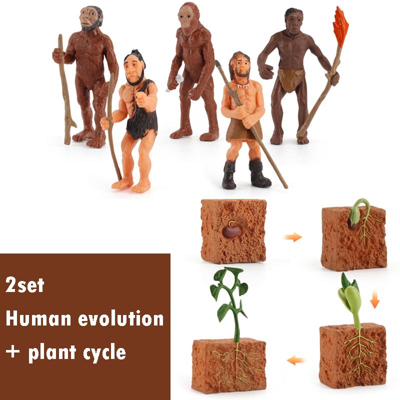Life Cycle Board Montessori Kit Biology Science Education Toys for Kids Sensory Tray Animal Figure Life Cycle Sorting Wooden Toy