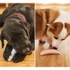 Cucumber Shape Dog Teeth Grinding Stick Bite Resistant TPE Dog Biting Stick Wear Resistant Pet Molar Stick Relieve Boredom