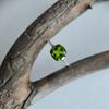 Silver Ring with Chrysolite, Product Weight 2.18 Gr (60002165)