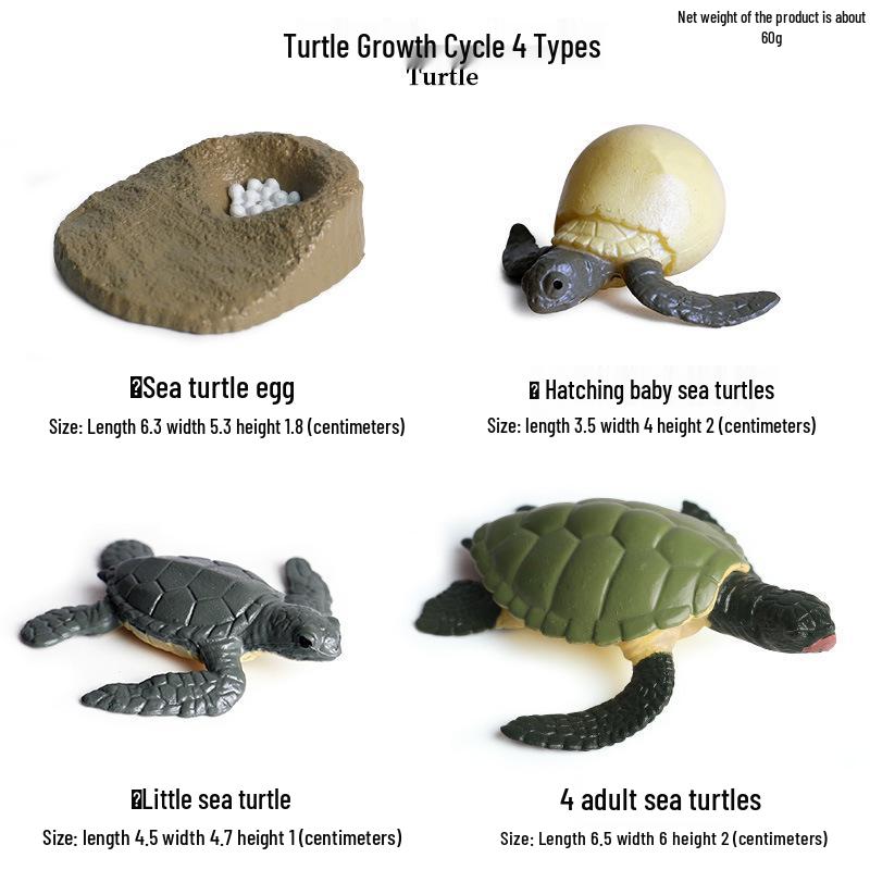 Children's Cognitive Marine Animal Models: Sea Turtle and Tortoise Toys