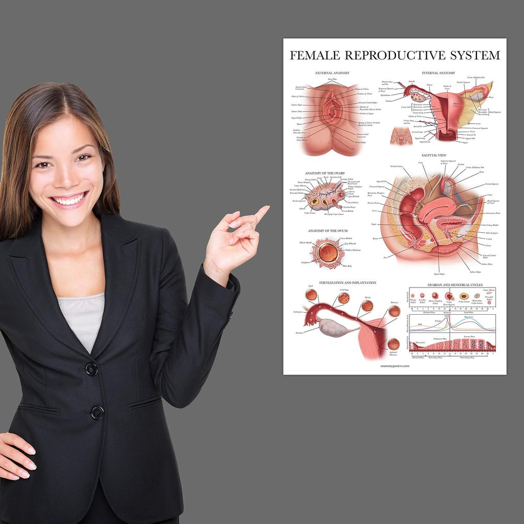 Palace Learning Laminated Female Reproductive System Anatomy Diagram Female Anatomy Poster X - - 45.7cm 61.0cm