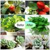 E27 Led Plant Growth Light Full Spectrum Led Bulb Plant Growth Light 48/60/80LED