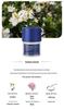 Car Interior Tea Scent Solid Perfume Deodorizer Fragrance