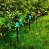 Waterproof LED Solar Lawn Lamp for Outdoor Garden Landscape