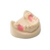 16/12 Sätze/Karton Zahnprothese Zähne Oberkiefer Frontzähne Unterkiefer Seitenzähne Dentier Synthetisches Polymerzähne Zahnmedizinische Ausbildungsmodell